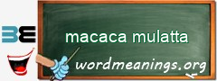 WordMeaning blackboard for macaca mulatta